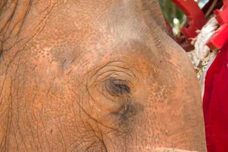 泰国兰邦的大象