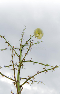 剑麻花