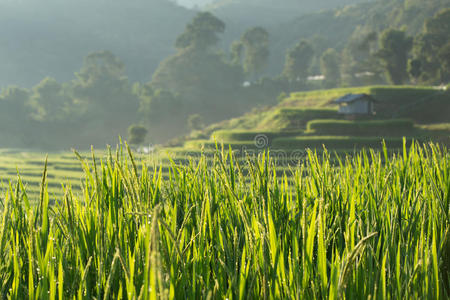 农业绿色稻田