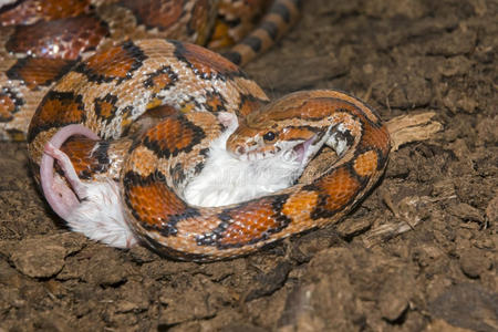 玉米蛇吃老鼠照片