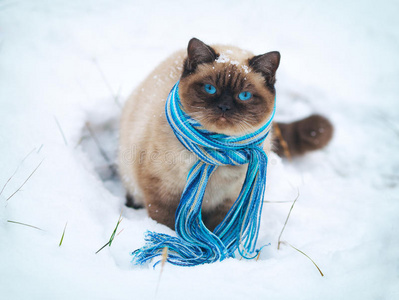 暹罗猫戴围巾