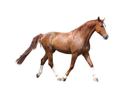 栗色棕色的马在白色背景上自由奔跑