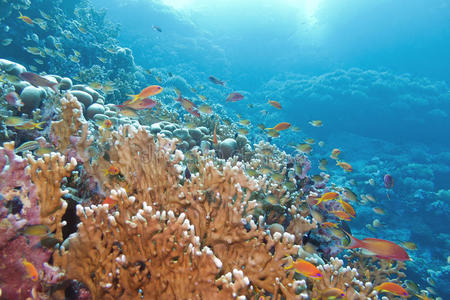 底部有大黄火珊瑚和鱼的珊瑚礁