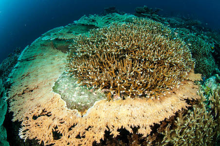 各种硬珊瑚礁在班达，印度尼西亚水下照片