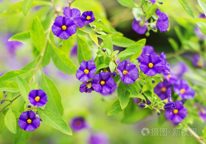 美丽的紫紫色花朵。