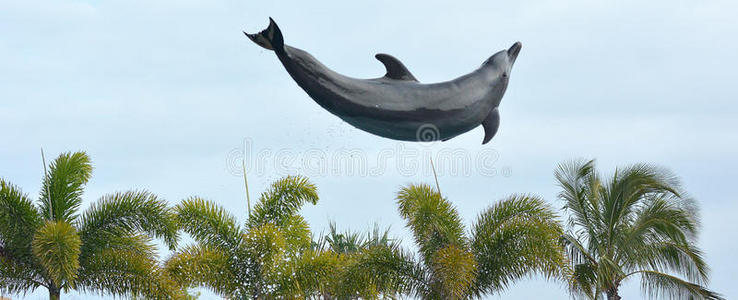 海豚在空中跳跃