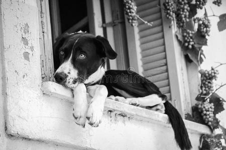 一只狗在窗口的黑白照片