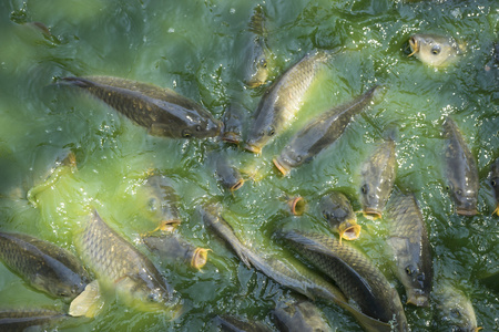 鲤鱼在水中