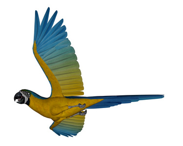 蓝色和黄色的金刚鹦鹉，鹦鹉，飞行3d 渲染