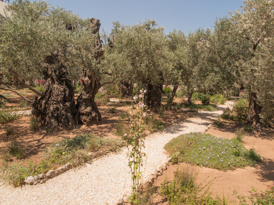 永恒的神圣的耶路撒冷。非常古老的橄榄树在花园 o