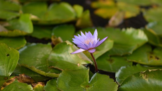 莉莉在 embankmet 湖的滨海湾金沙