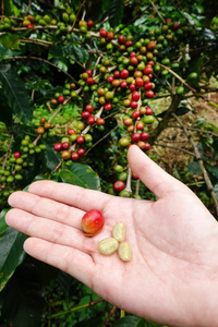 从咖啡樱桃新鲜咖啡豆