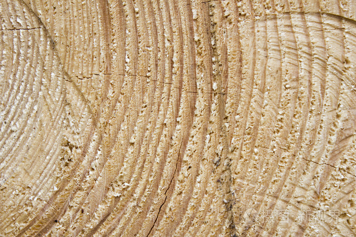 木材纹理切到年圆环。木制的背景
