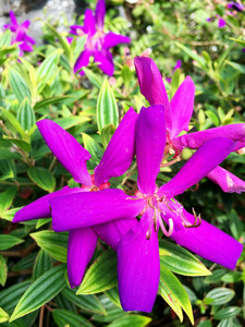 关门的紫色的花