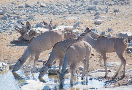 kuduzambesiensis strepsiceros