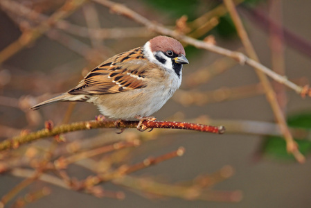 欧亚树麻雀照片