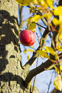 背景上有蓝天的树上的红苹果。苹果的秋收