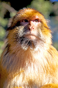 老猴子在非洲摩洛哥自然背景动物近