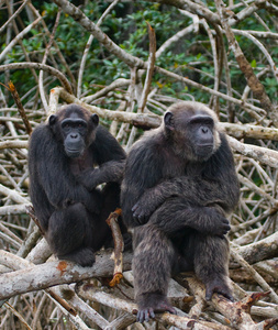 有趣的黑猩猩，刚果共和国