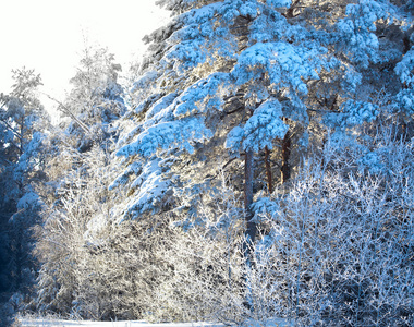 冬天的森林。树上的雪。冬季景观