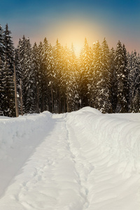 舒适的冬天场景与雪覆盖在山的树