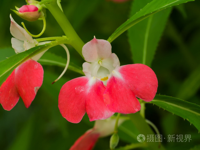 凤仙花凤仙花花开花
