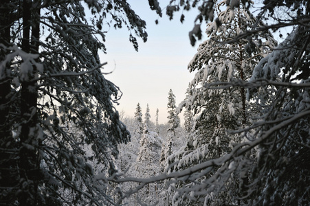 杉树的顶端覆盖着厚厚的一层雪和霜。 从山上看到的景色