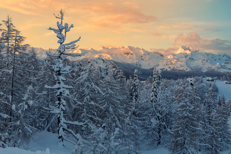 舒适的冬天场景与雪覆盖在山的树