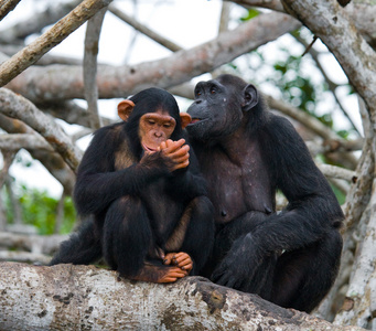 有趣的黑猩猩，刚果共和国