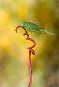 phaneroptera 黄花男