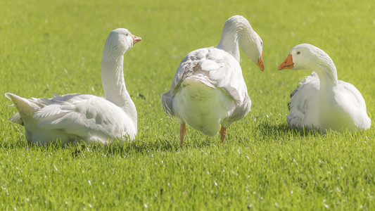 组的白鹅在草地上休息