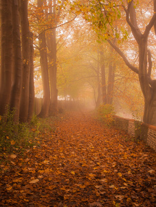 橙色的叶子, 雾中的森林