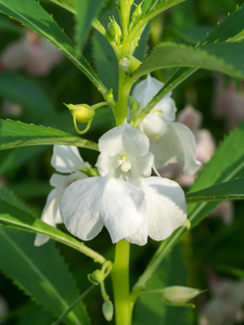 山羊在喜马拉雅山凤仙花凤仙花花开花照片