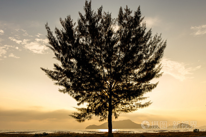 与孤独的松树上在泰国海滩海景