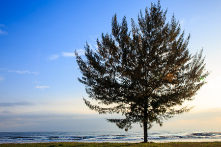 与孤独的松树上在泰国海滩海景