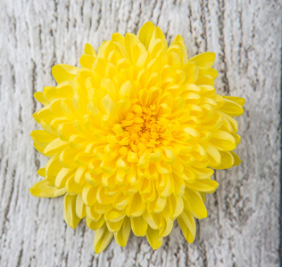 可食用的黄色菊花