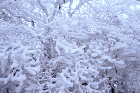 树木在冬天被雪覆盖着