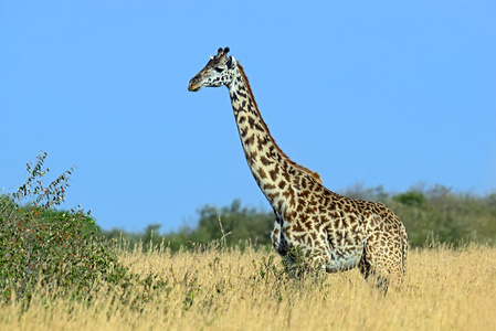 在非洲大草原长颈鹿