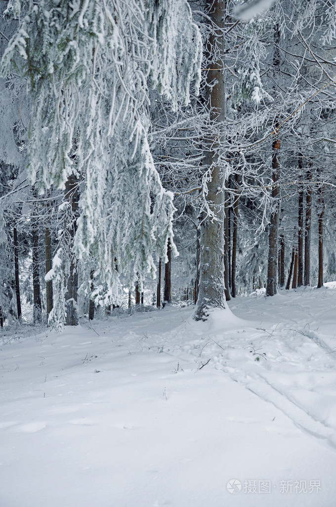 冬季大雪覆盖森林照片