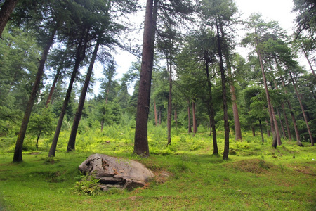松树森林背景在印度的夏天照片