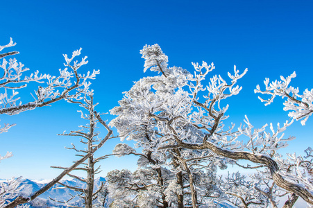 雪树, 冬季的 seoraksan, 韩国