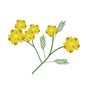 黄色花或花盛开