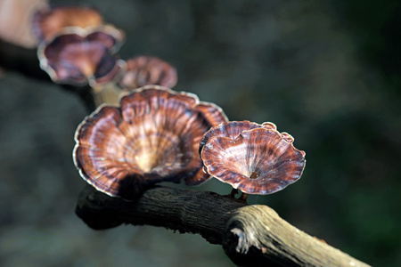 朽烂树上的真菌蘑菇