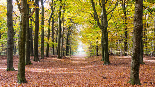 Nartional 森林公园在荷兰霍格吕