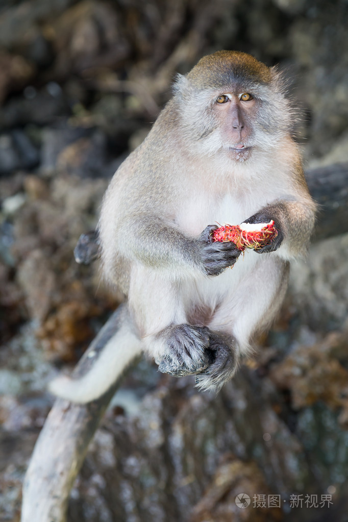 猴子吃水果的猴子滩,皮皮岛