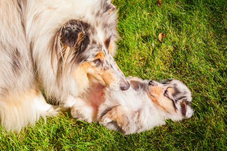 牧羊犬妈妈舔她的小狗