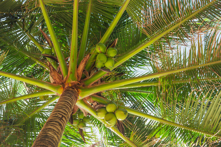 棕榈树叶子下的椰子图片