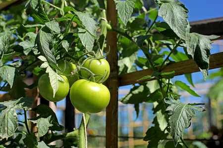 新鲜的西红柿,在树上照片