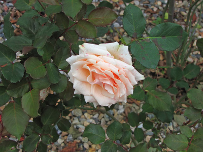 花园中的奶油色玫瑰