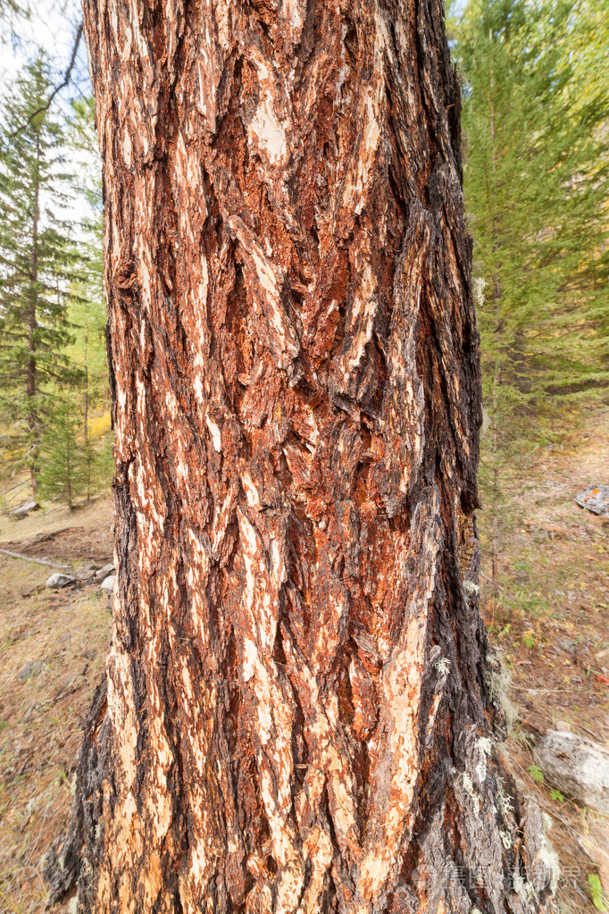 落叶松树皮.纹理